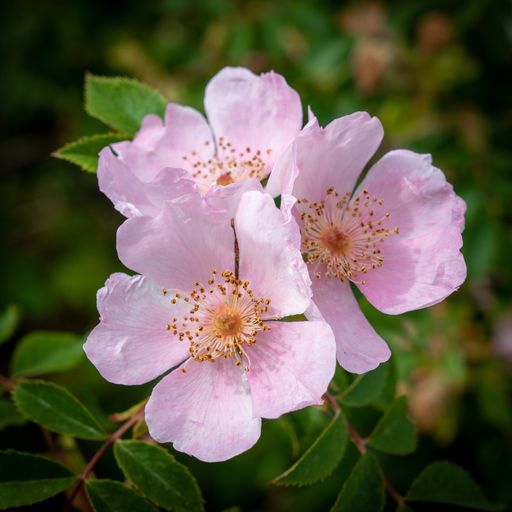 A selective focus closeup shot of a pink Dog-rose flower in a garden