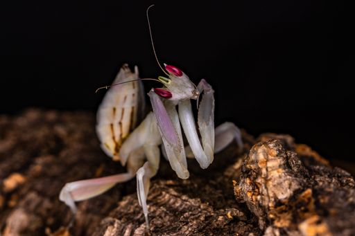 A closeup of a Hymenopus coronatus on a rock