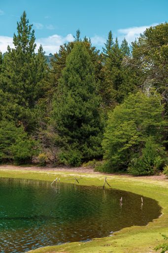 A vertical shot of a body of water near the forested shore against a light cloudy sky