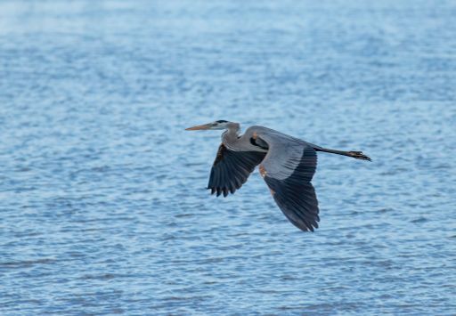 A closeup shot of the great blue heron in a flight over the ocean