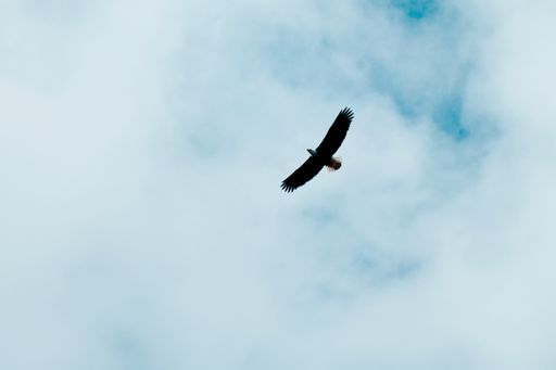 A bottom view of a bald eagle flying high in the cloudy sky on a sunny day