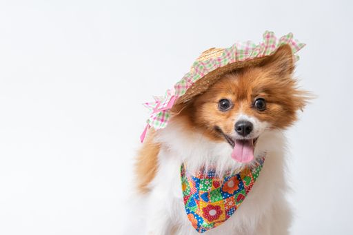 A cute spitz in a colorful scarf and a hat on a white studio background.