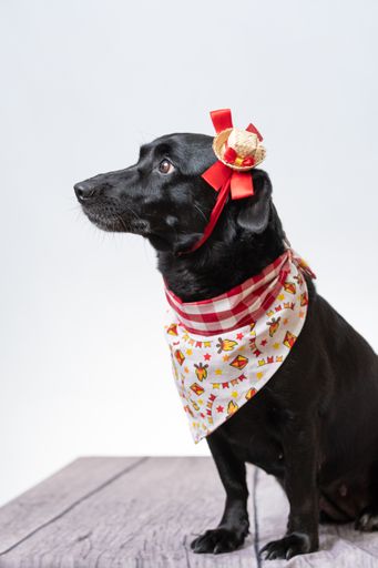 A vertical shot of a cute black Labrador in a beautiful scarf on a white background.