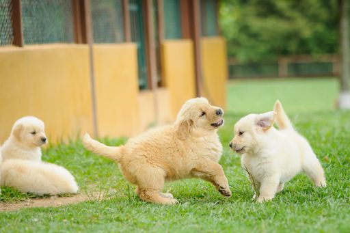A couple of cute, fluffy baby dogs playing in a green lawn with a blurred background
