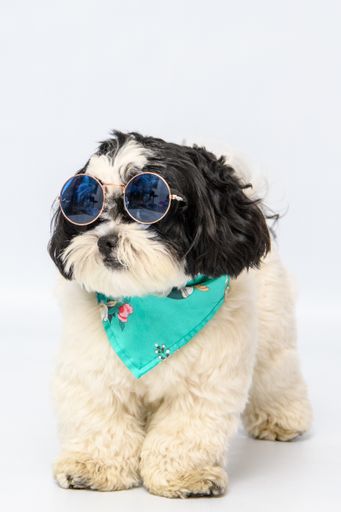 An adorable shih tzu with a bandana and blue glasses isolated on white background