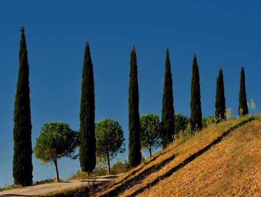 A beautiful eye-level shot of an alley of cypress trees in autumn under a blue sky in Tuscany, Italy