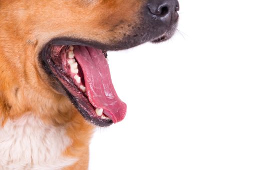 A closeup shot of a dog's opened mouth on a white background