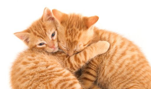 A closeup shot of two ginger cats hugging each other isolated on white background