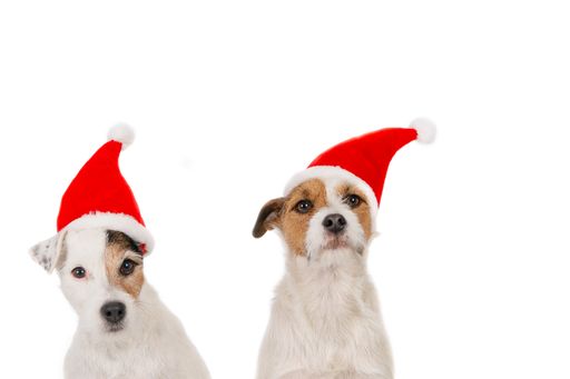 A two fox terrier dogs with red Santa hats isolated on the white background