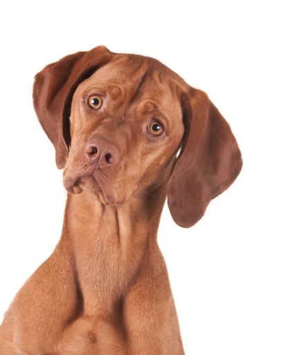 A closeup shot of a cute vizsla isolated on white background