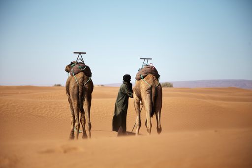 A wide shot of a male and two camels walking in the Moroccan desert during daytime