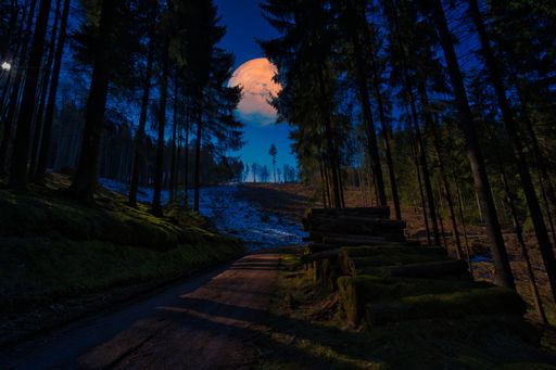 A beautiful night view of large trees in Thuringian Forest and a full moon in the sky