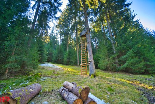 A beautiful view of large trees in Thuringian Forest on a sunny day