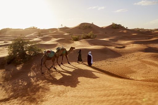 A high angle shot of two friends walking with two camels walking on a Moroccan desert at daytime