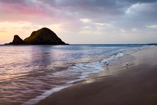 The two seagulls on sandy beach during sunset