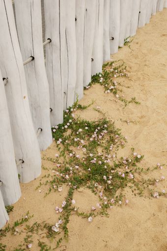 A high angle shot of a plant growing in sandy ground near a white fence