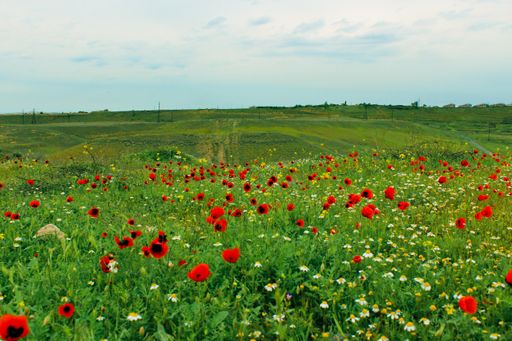 A beautiful shot of a green field covered with red poppies and chamomiles