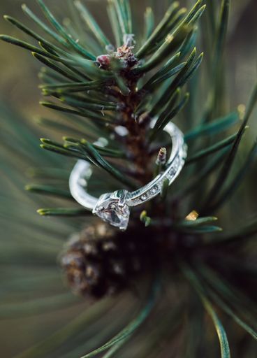 A selective closeup shot of an engagement ring on a fir tree branch with a blurred background