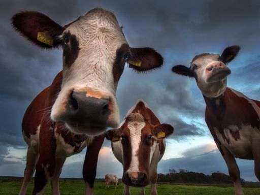 A low angle shot of three cows in the pasture with the background of the cloudy sky