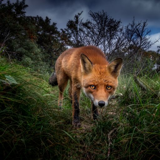 A low angle shot of a baby fox in the forest with the background of cloudy sky in the evening