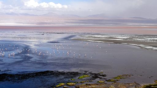 A panoramic shot of flocks of flamingos standing on the blue water with mountains and a cloudy sky