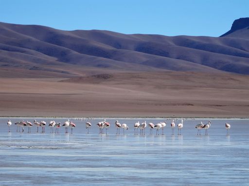 A panoramic shot of pink flamingos standing, fishing and eating in blue water with a hill background
