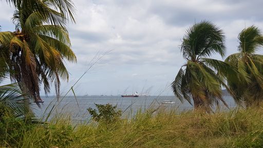 A beautiful shot of coconut trees and grass near the sea under on a cloudy sky
