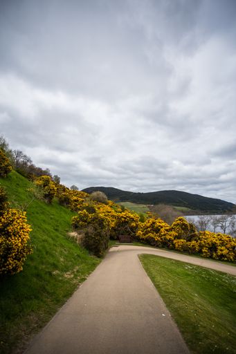 A long pathway surrounded by yellow flowers and the view of the beautiful mountains covered in forests