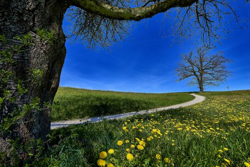 A beautiful shot of a pathway in the middle of the yellow flower field under a clear blue sky
