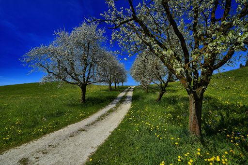 A beautiful shot of a pathway in the middle of the grassy field with white leafed trees under a blue sky