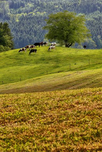 A vertical shot of cows on a grassy field near trees