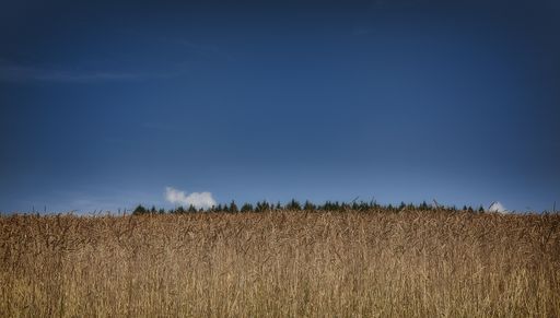 A wide shot of a dry grassy field with trees in the distance under a blue clear sky