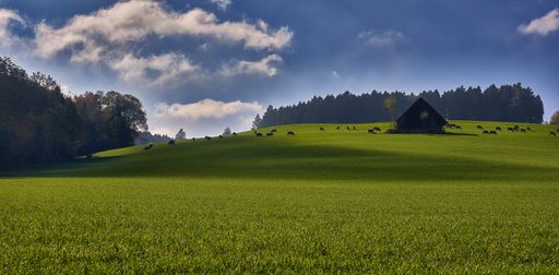 A wide shot of a grassy field with a building near cows in the distance under a blue sky