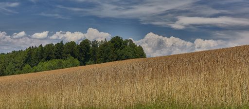 A wide shot of a dry grassy field near trees under a blue cloudy sky