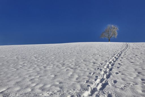 An isolated tree covered in snow in a snowy area with footprints under the beautiful blue sky in winter