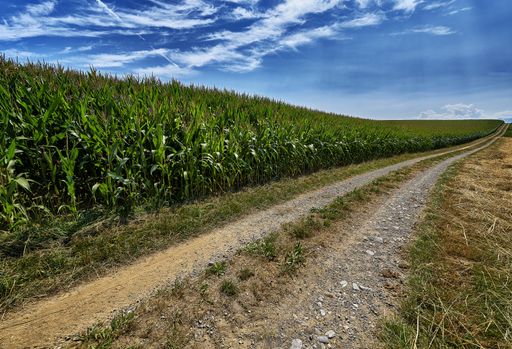A beautiful shot of a pathway near a grassy field under a blue sky at daytime