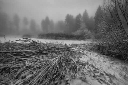 A beautiful shot of snowy branches and trees in a fog in black and white