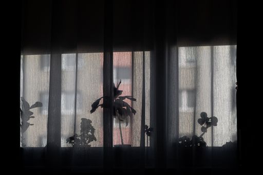 A silhouette of potted plants on a windowsill captured from behind the curtain