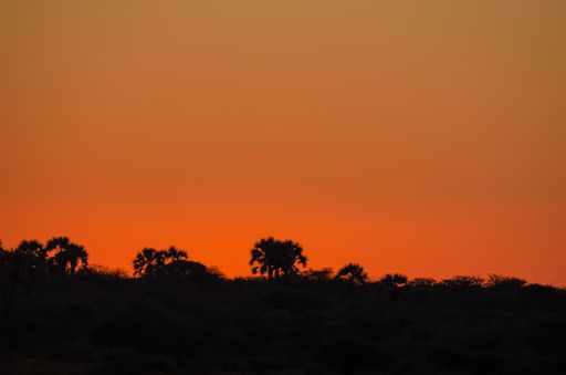 The silhouette of trees at sunset in the wilderness of Etosha National Park, Namibia
