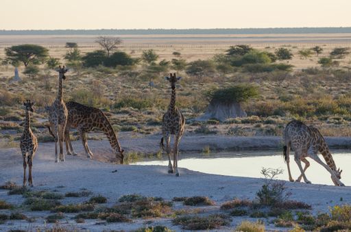A group of giraffes in the Etosha national park in South Africa
