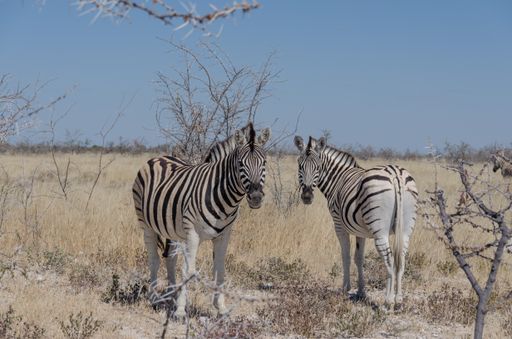 A beautiful shot of two zebras under the clear skies in South Africa