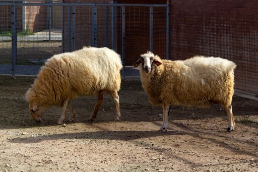 A selective of sheep in a farm
