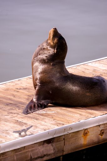 A selective of a sea lion on a wooden dock
