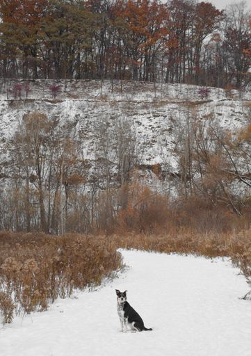 A vertical shot of a cute australian cattle dog sitting on the snow in a forest surrounded by trees