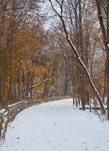 A vertical shot of a beautiful park with a pathway surrounded by trees covered with snow