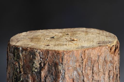 A closeup of a wooden log with seeds on the surface