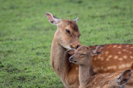 A selective focus shot of mother deer and fawn