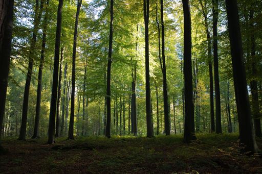 A beautiful scenery of high green trees in the forest with the sun rays during daytime in Brussels, Belgium