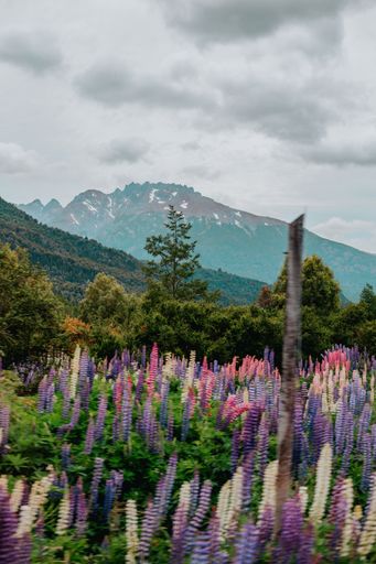 A mesmerizing shot of the mountains under a cloudy sky with the colorful flowers on the foreground