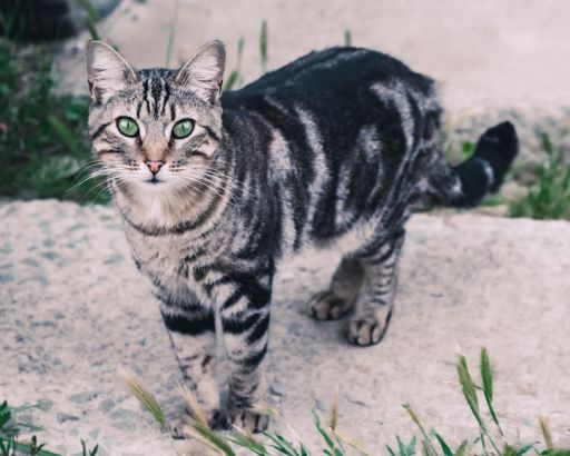 A closeup shot of a cute cat looking at the camera